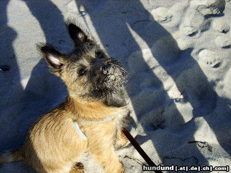 Cairn-Terrier Jimmy