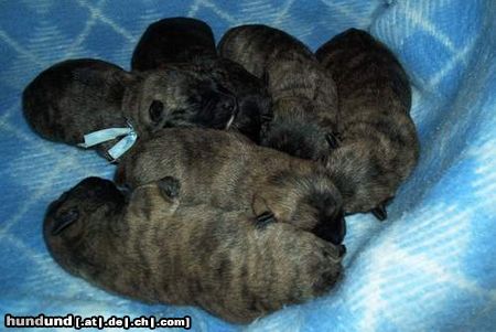 Cairn-Terrier Hunde Foto 6429 Cairn-Terrier cairn terrier puppies, 5 tage alt