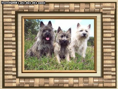 Cairn-Terrier Hunde Foto 26129 Cairn-Terrier Unsere kleinen fröhlichen Herzensbrecher!