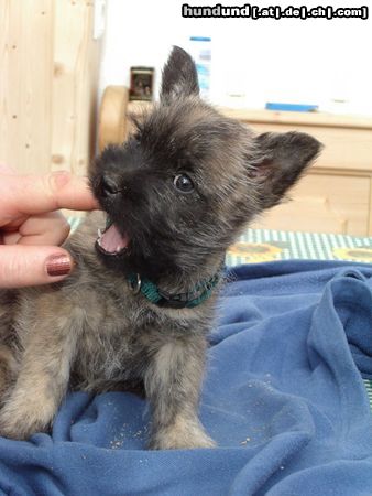 Cairn-Terrier Hunde Foto 14511 Cairn-Terrier unsere Akira mit 10 Wochen