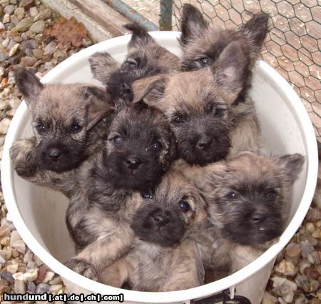 Cairn-Terrier Hunde Foto 15480 in höherer Auflösung ansehen Cairn-Terrier sieben auf einen Streich