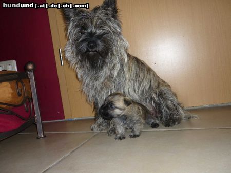 Cairn-Terrier Mama Betzi mit Boromir