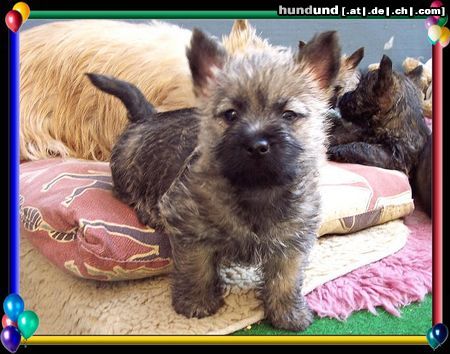 Cairn-Terrier Hunde Foto 20389 Cairn-Terrier Cairn-Terrier-Welpen von der Iburg 7.Wochen