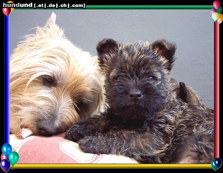 Cairn-Terrier Hunde Foto 20390 Cairn-Terrier Cairn-Terrier-Welpen von der Iburg 7.Wochen