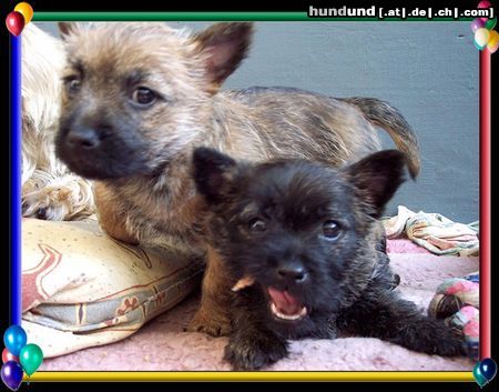 Cairn-Terrier Hunde Foto 20391 Cairn-Terrier Cairn-Terrier-Welpen von der Iburg 7.Wochen