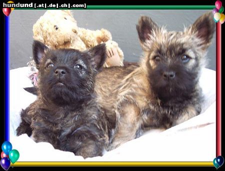 Cairn-Terrier Hunde Foto 20392 Cairn-Terrier Cairn-Terrier-Welpen von der Iburg 7.Wochen