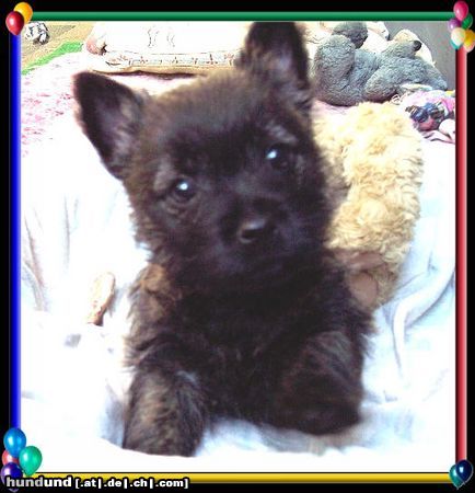 Cairn-Terrier Hunde Foto 20393 Cairn-Terrier Cairn-Terrier-Welpen von der Iburg 7.Wochen