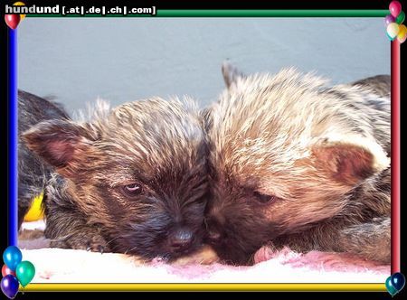 Cairn-Terrier Hunde Foto 20394 Cairn-Terrier Cairn-Terrier-Welpen von der Iburg 7.Wochen