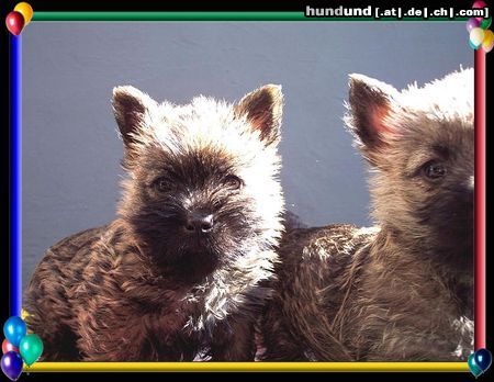 Cairn-Terrier Hunde Foto 20395 Cairn-Terrier Cairn-Terrier-Welpen von der Iburg 7.Wochen