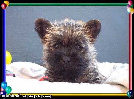 Cairn-Terrier Hunde Foto 20396 Cairn-Terrier Cairn-Terrier-Welpen von der Iburg 7.Wochen