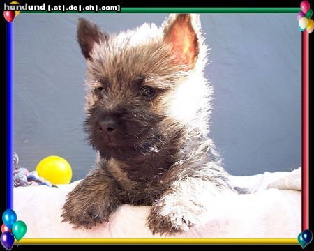 Cairn-Terrier Hunde Foto 20397 Cairn-Terrier Cairn-Terrier-Welpen von der Iburg 7.Wochen