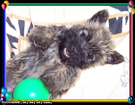 Cairn-Terrier Hunde Foto 20398 Cairn-Terrier Cairn-Terrier-Welpen von der Iburg 7.Wochen