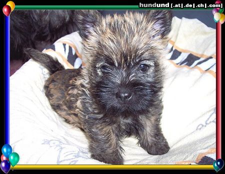 Cairn-Terrier Hunde Foto 20399 Cairn-Terrier Cairn-Terrier-Welpen von der Iburg 7.Wochen