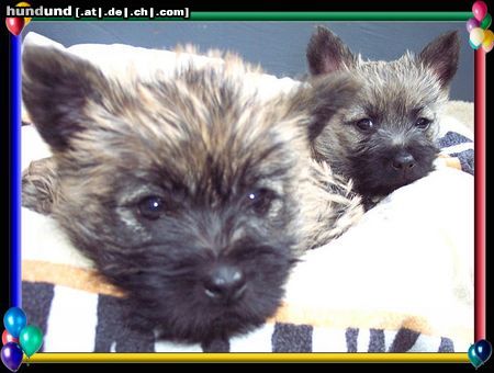 Cairn-Terrier Hunde Foto 20400 Cairn-Terrier Cairn-Terrier-Welpen von der Iburg 7.Wochen