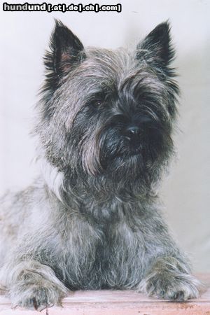 Cairn-Terrier Hunde Foto 6661 Cairn-Terrier Hydecastle Billy-Boy...unser liebenswerter Sturkopf