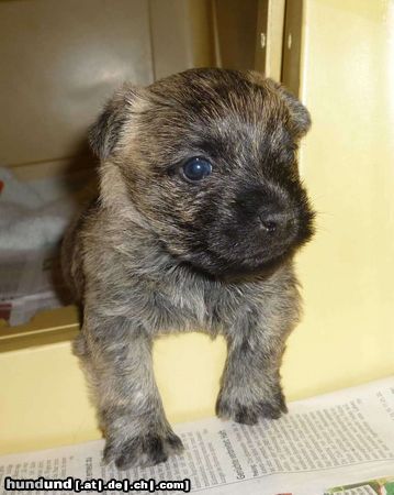 Cairn-Terrier Auf Welterkundung