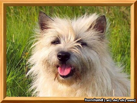 Cairn-Terrier Hunde Foto 25458 Cairn-Terrier Unser Fotomodel