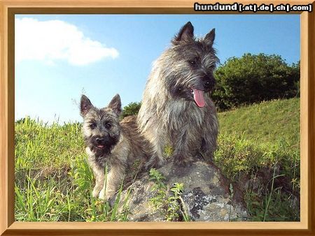 Cairn-Terrier Hunde Foto 25466 Cairn-Terrier Unsere Gartenarbeiter