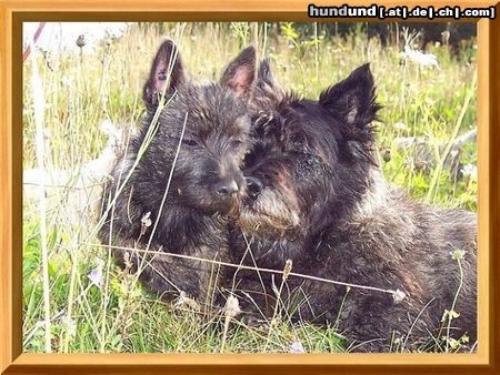 Cairn-Terrier Hunde Foto 25459 Cairn-Terrier Oma ich habe dich sehr lieb!