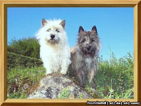 Cairn-Terrier Hunde Foto 25461 Cairn-Terrier Leo u.Kelli