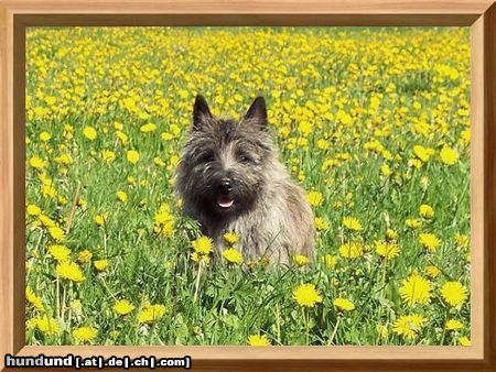 Cairn-Terrier Hunde Foto 25460 Cairn-Terrier Onkel Leo!