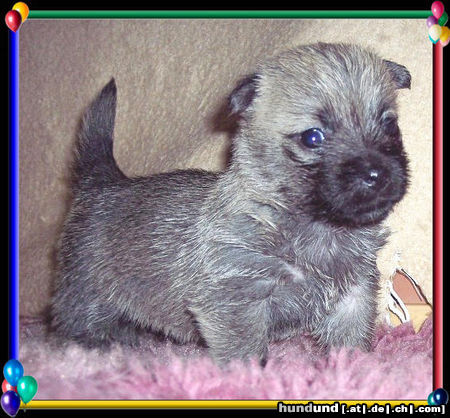 Cairn-Terrier Hunde Foto 25462 Cairn-Terrier CAIRN-WELPE 4.wochen