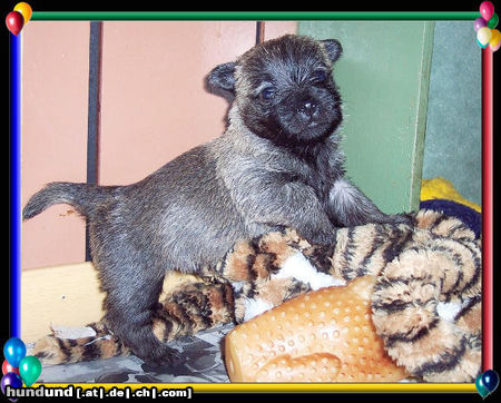 Cairn-Terrier Hunde Foto 25465 Cairn-Terrier Cairn-Terrier Welpe 4.wo.