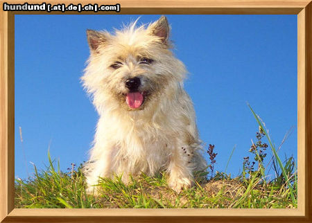 Cairn-Terrier Hunde Foto 25463 Cairn-Terrier Garteumgestalterin