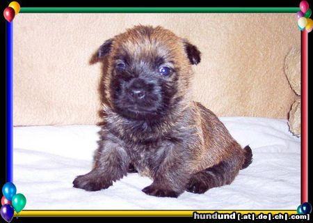 Cairn-Terrier Hunde Foto 25464 Cairn-Terrier Cairn-Terrier Welpe 4.wo.