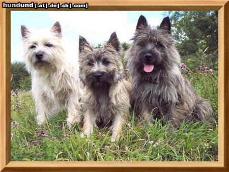 Cairn-Terrier Hunde Foto 25457 Cairn-Terrier
