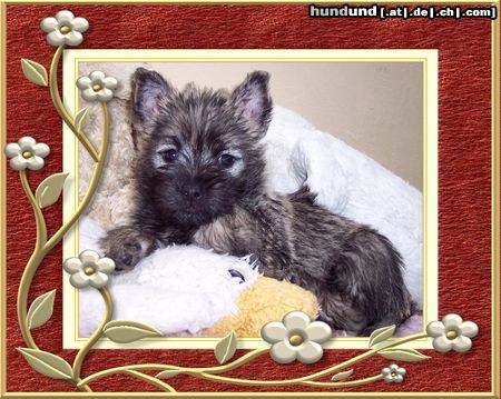Cairn-Terrier Hunde Foto 26126 Cairn-Terrier Unser kleines Fotomodel ( 7. wochen )