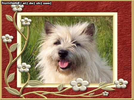 Cairn-Terrier Hunde Foto 26127 Cairn-Terrier KELLI.