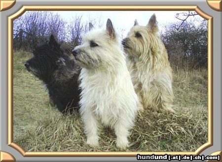 Cairn-Terrier Hunde Foto 26128 Cairn-Terrier Wir sind die drei am Platze,und jagen jede Katze