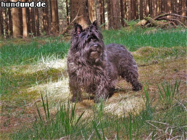Cairn-Terrier Schwarzer Cairn-Terrier von-der-Iburg