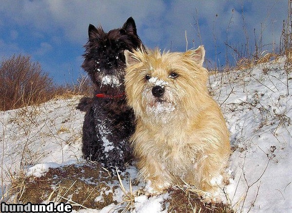 Cairn-Terrier Cairn-Terrier von-der-Iburg...einfach super