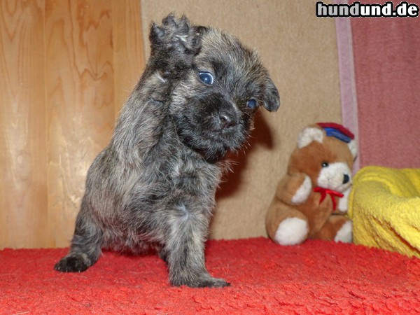 Cairn-Terrier Hunde Foto 47420 Cairn-Terrier Schwarzer Cairn-Terrier von-der-Iburg Welpe