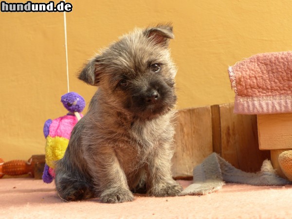 Cairn-Terrier Cairn-Terrier von-der-Iburg Welpe