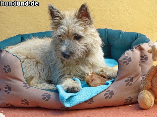 Cairn-Terrier Cairn-Terrier im Hundebett