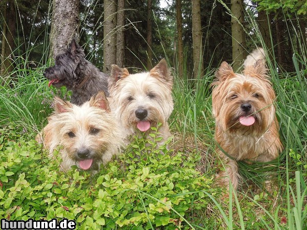 Cairn-Terrier Hunde Foto 47432 Cairn-Terrier Cairn-Terrier von-der-Iburg im Wald