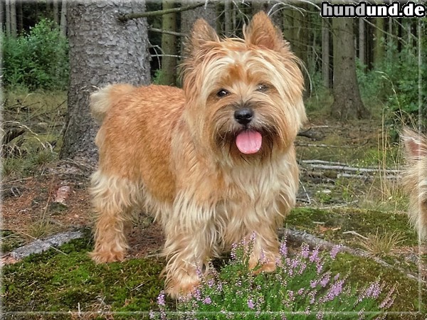 Cairn-Terrier Cairn-Terrier von-der-Iburg