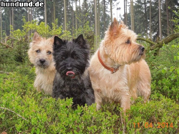 Cairn-Terrier Drei Cairn-Terrier von-der-Iburg