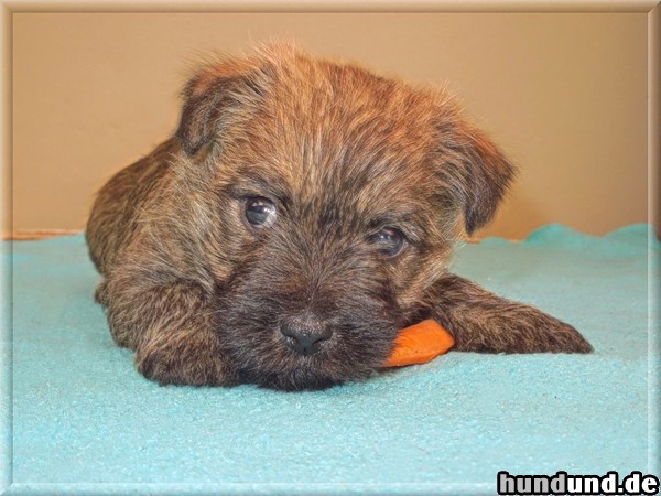 Cairn-Terrier Hunde Foto 47430 Cairn-Terrier Cairn-Terrier von-der-Iburg...einfach super