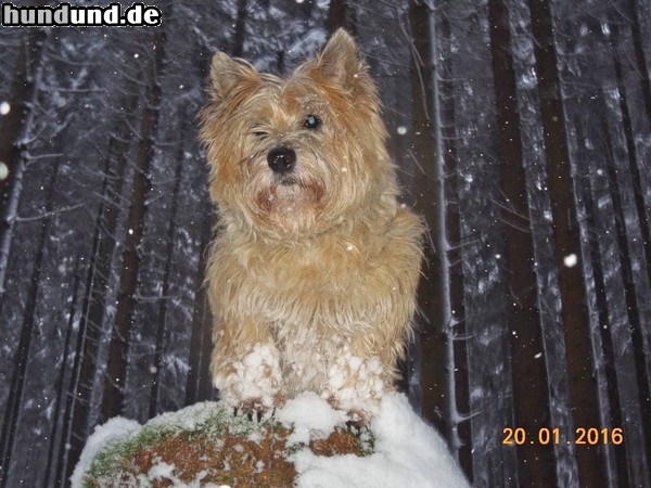 Cairn-Terrier Cairn-Terrier von-der-Iburg im Schnee