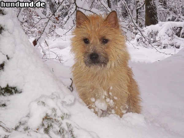 Cairn-Terrier Cairn-Terrier spielt im Schnee