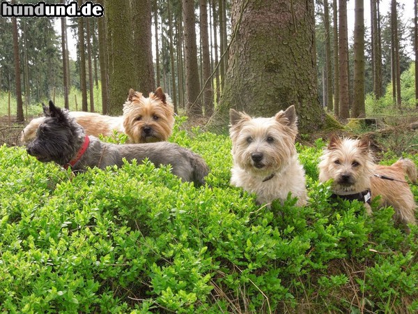 Cairn-Terrier Cairn-Terrier im Wald