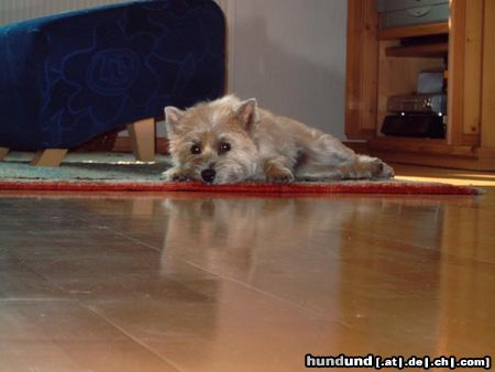 Cairn-Terrier Hunde Foto 18077 in höherer Auflösung ansehen Cairn-Terrier Cina ist ganz faul