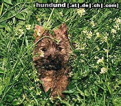 Cairn-Terrier Hunde Foto 4215 Cairn-Terrier Hat mich da jemand gerufen?