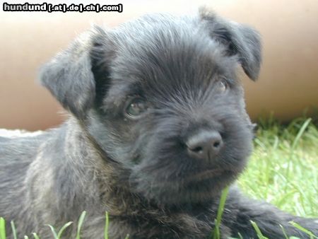 Cairn-Terrier Hunde Foto 22843 in höherer Auflösung ansehen Cairn-Terrier