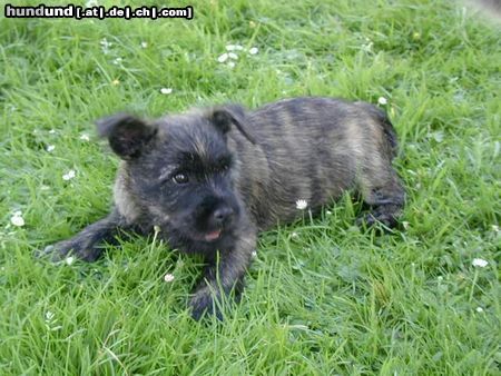 Cairn-Terrier Hunde Foto 22846 in höherer Auflösung ansehen Cairn-Terrier