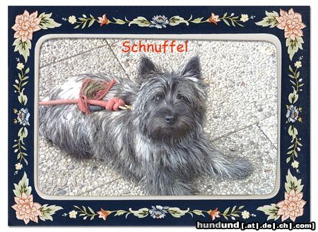 Cairn-Terrier Hunde Foto 6969 Cairn-Terrier Mal ganz lieb...